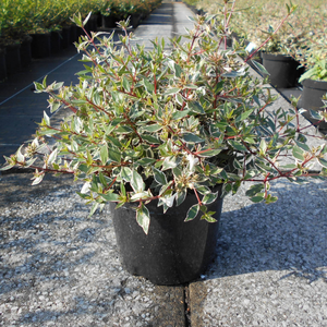 Abelia × grandiflora Lucky Lots